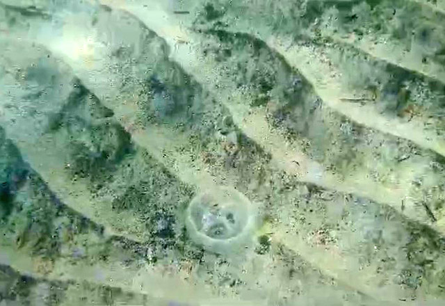 Выскочили сегодня на траверз пляжа Витязево