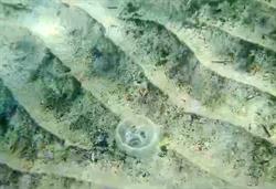 Выскочили сегодня на траверз пляжа Витязево